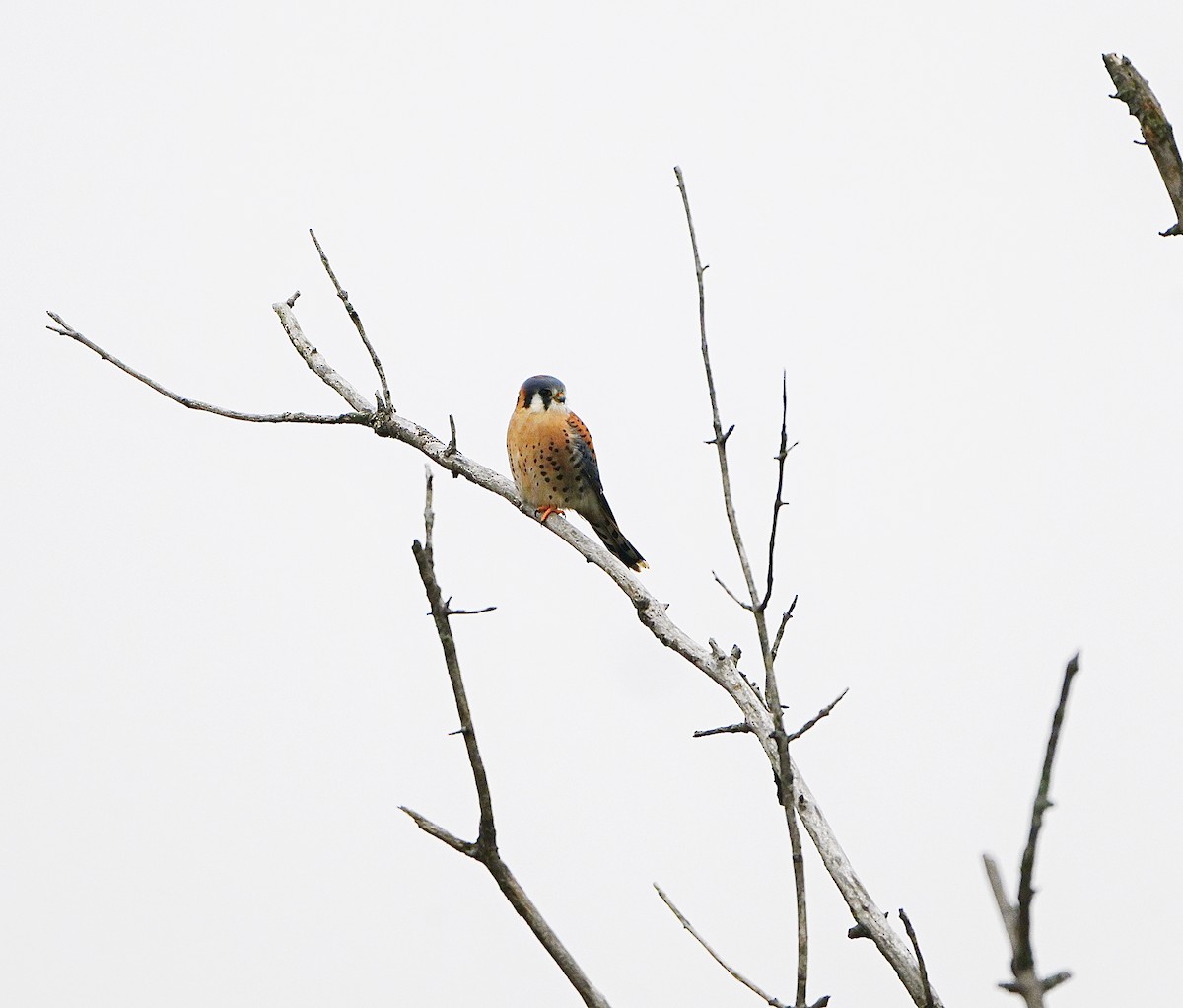 Buntfalke - ML645677024