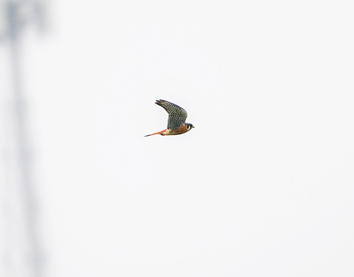 Buntfalke - ML645677025