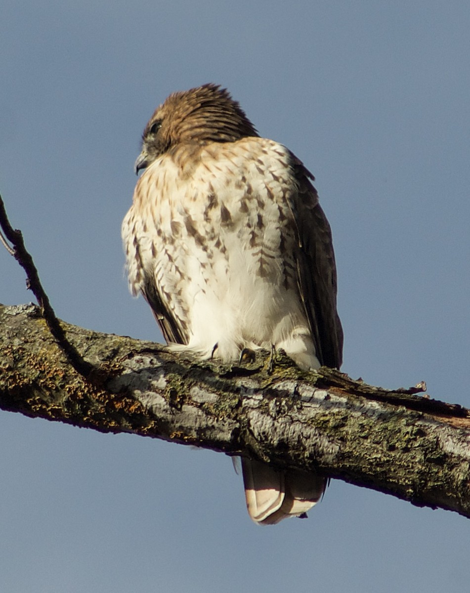 Rotschwanzbussard - ML645677026