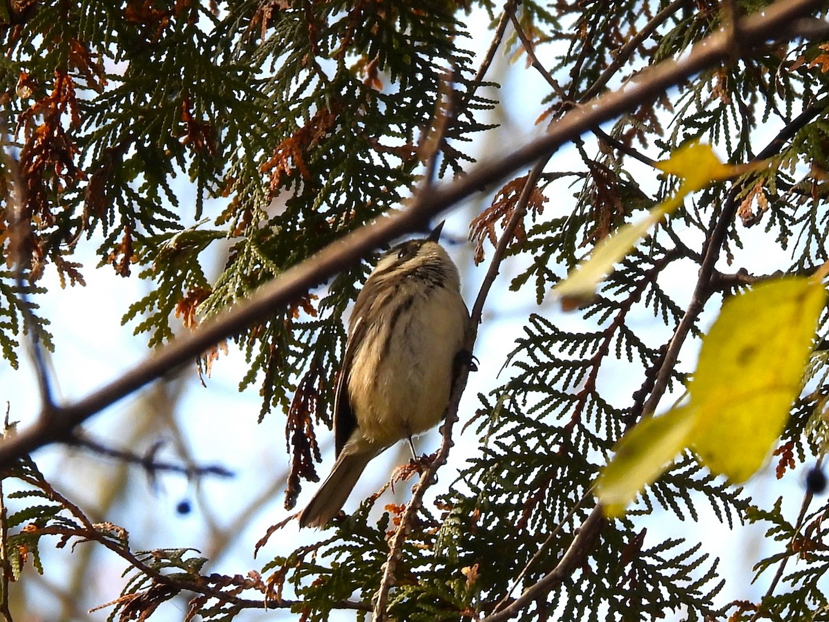 Trauerwaldsänger - ML645677027