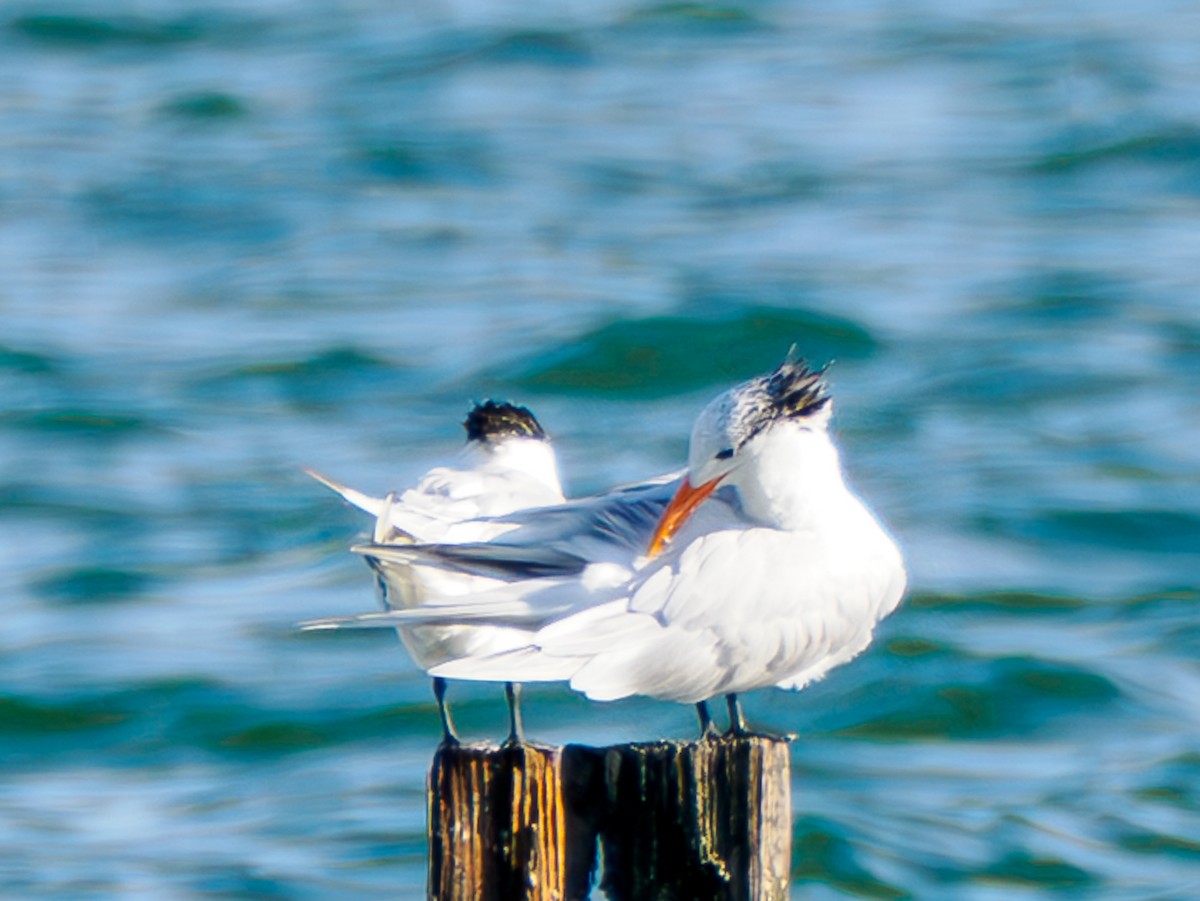 Königsseeschwalbe - ML645677028