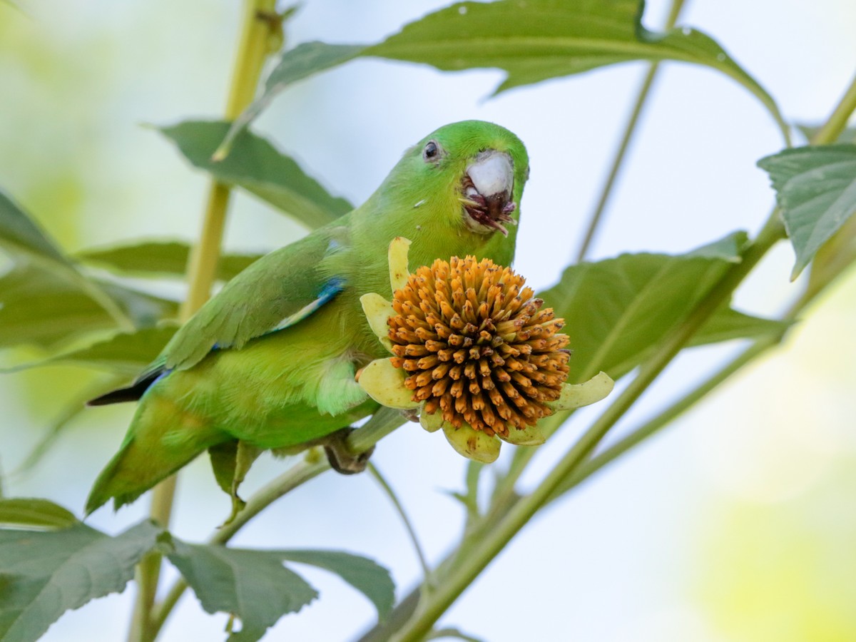 Blauflügel-Sperlingspapagei - ML645677030