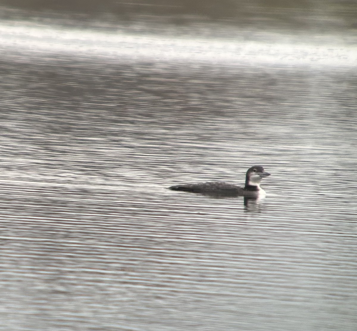 Eistaucher - ML645677031