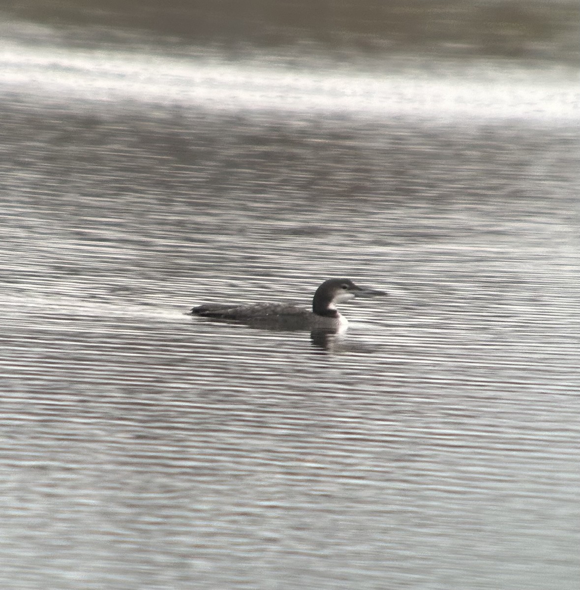 Eistaucher - ML645677032