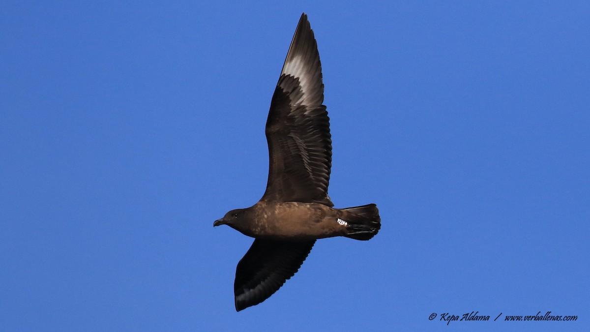 Skua - ML645677034