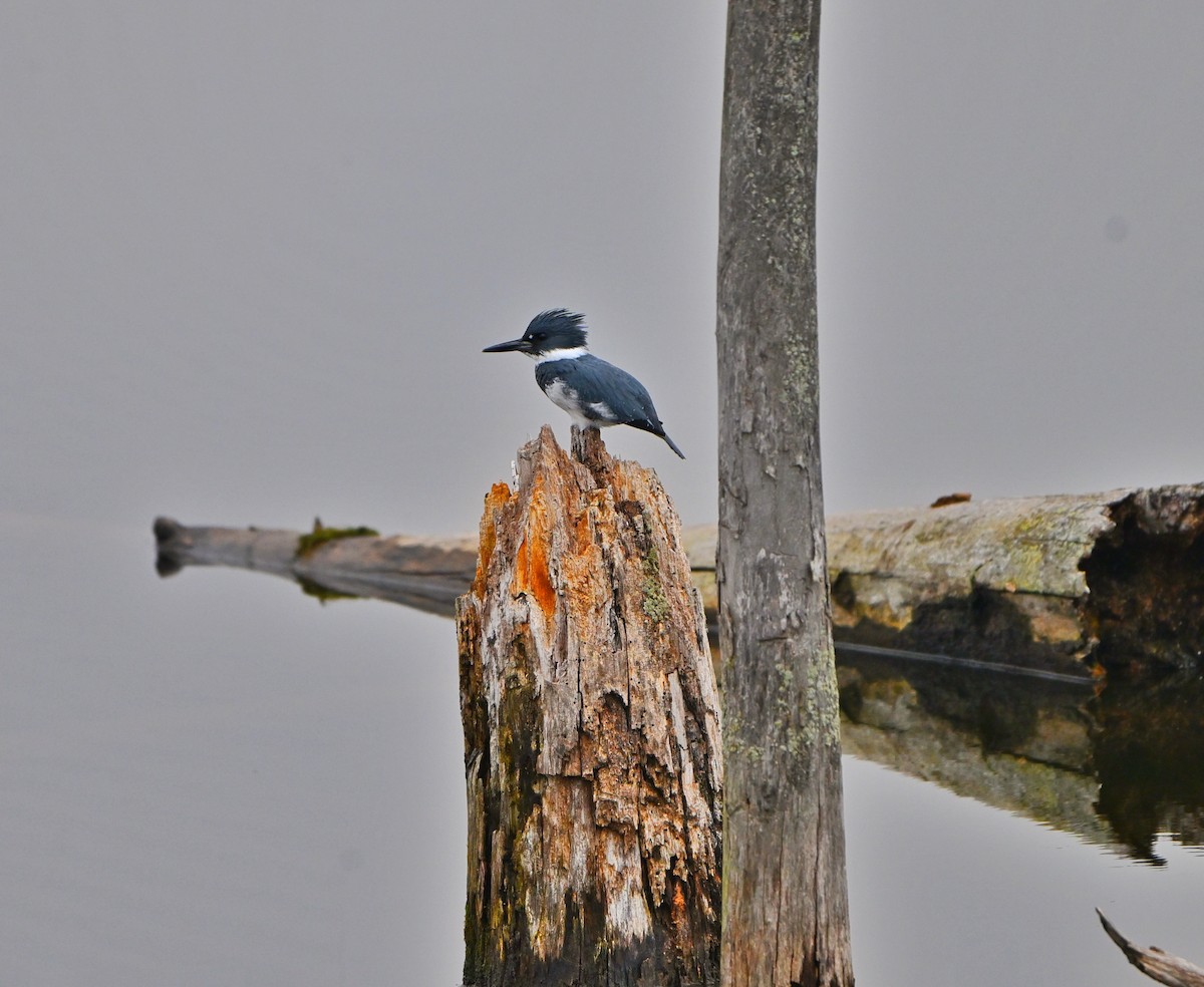 Gürtelfischer - ML645677036