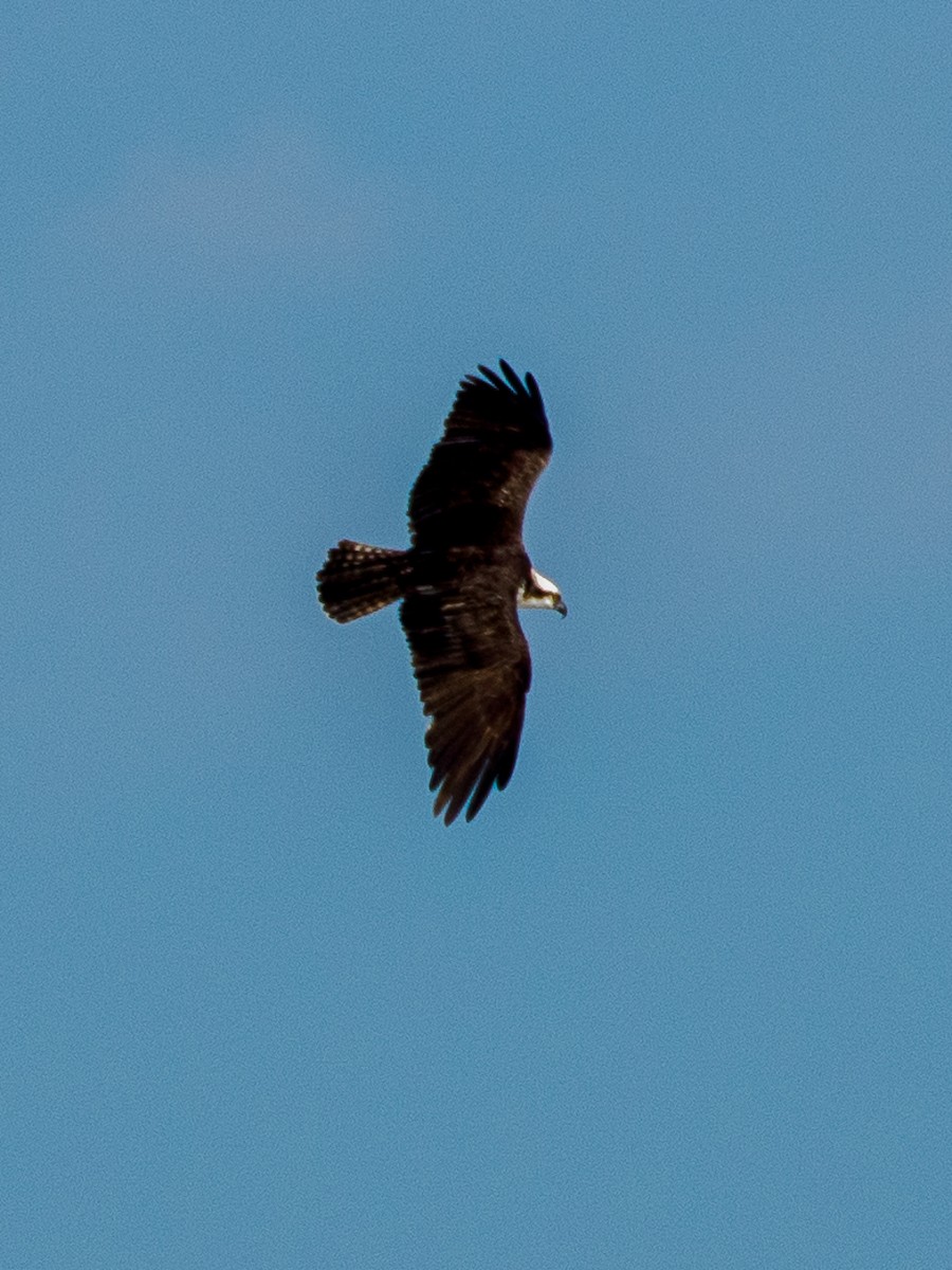 Fischadler - ML645677037