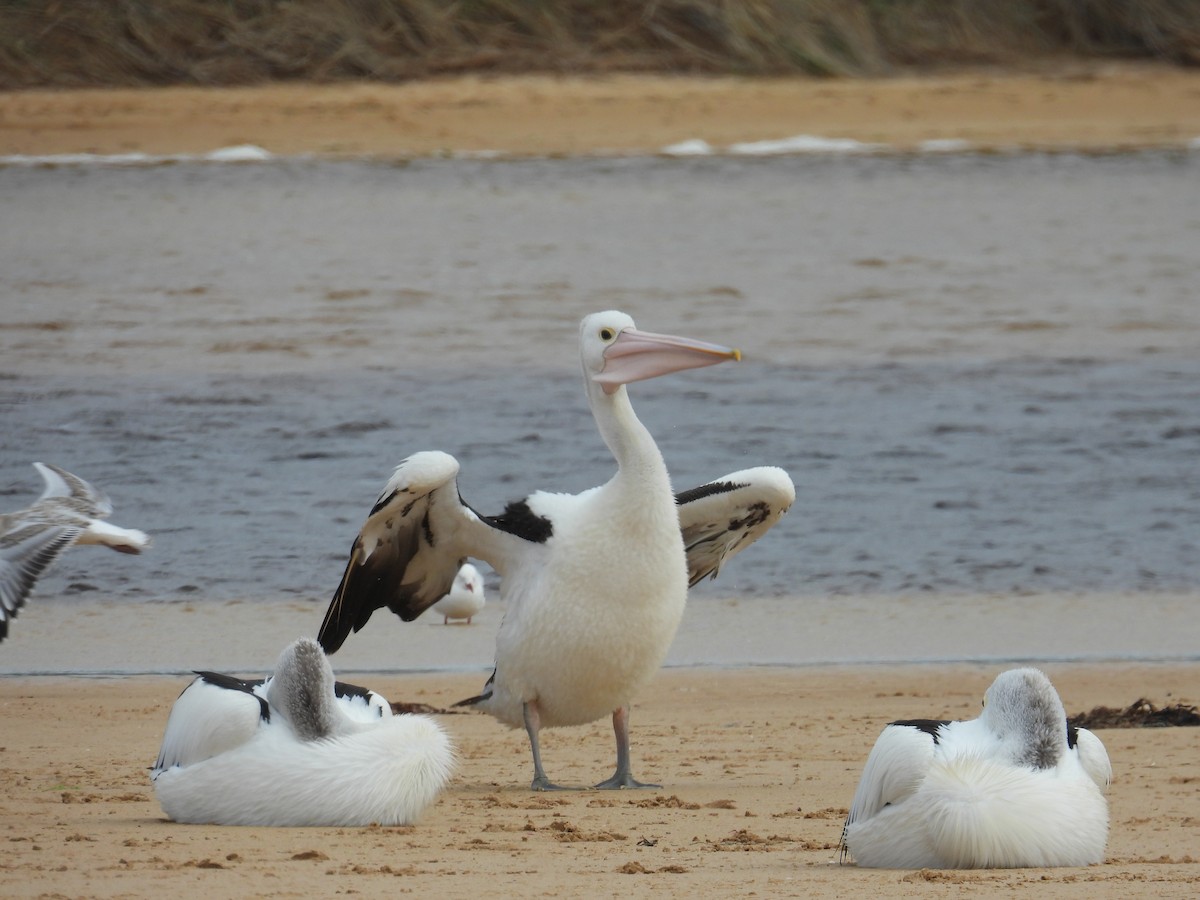 Brillenpelikan - ML645677038