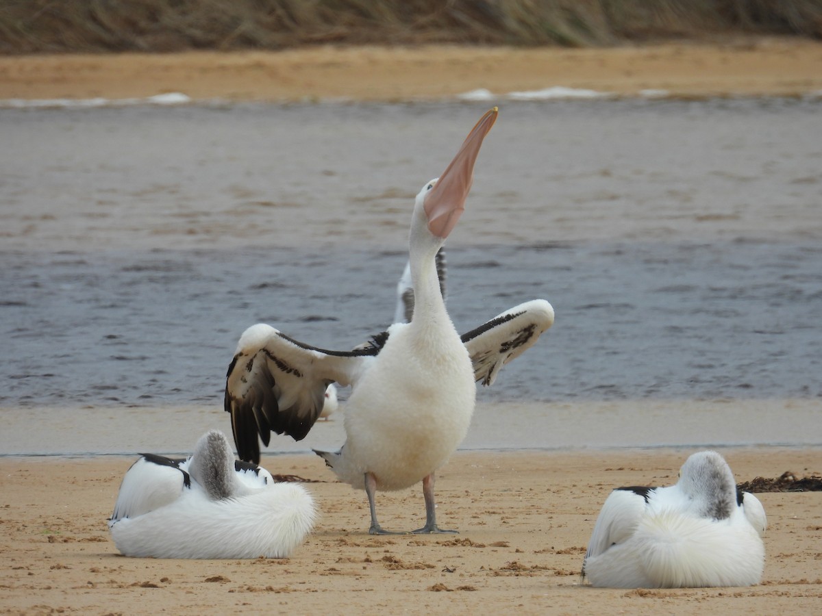 Brillenpelikan - ML645677039