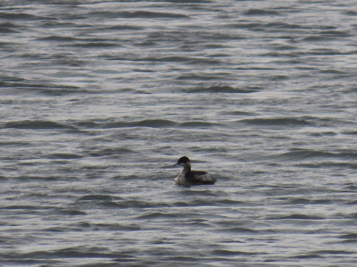 Schwarzhalstaucher - ML645677040