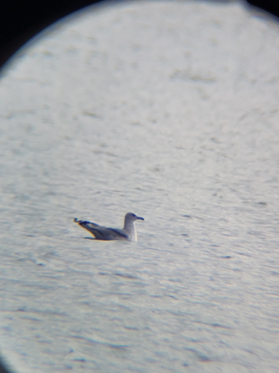 Ringschnabelmöwe - ML645677043