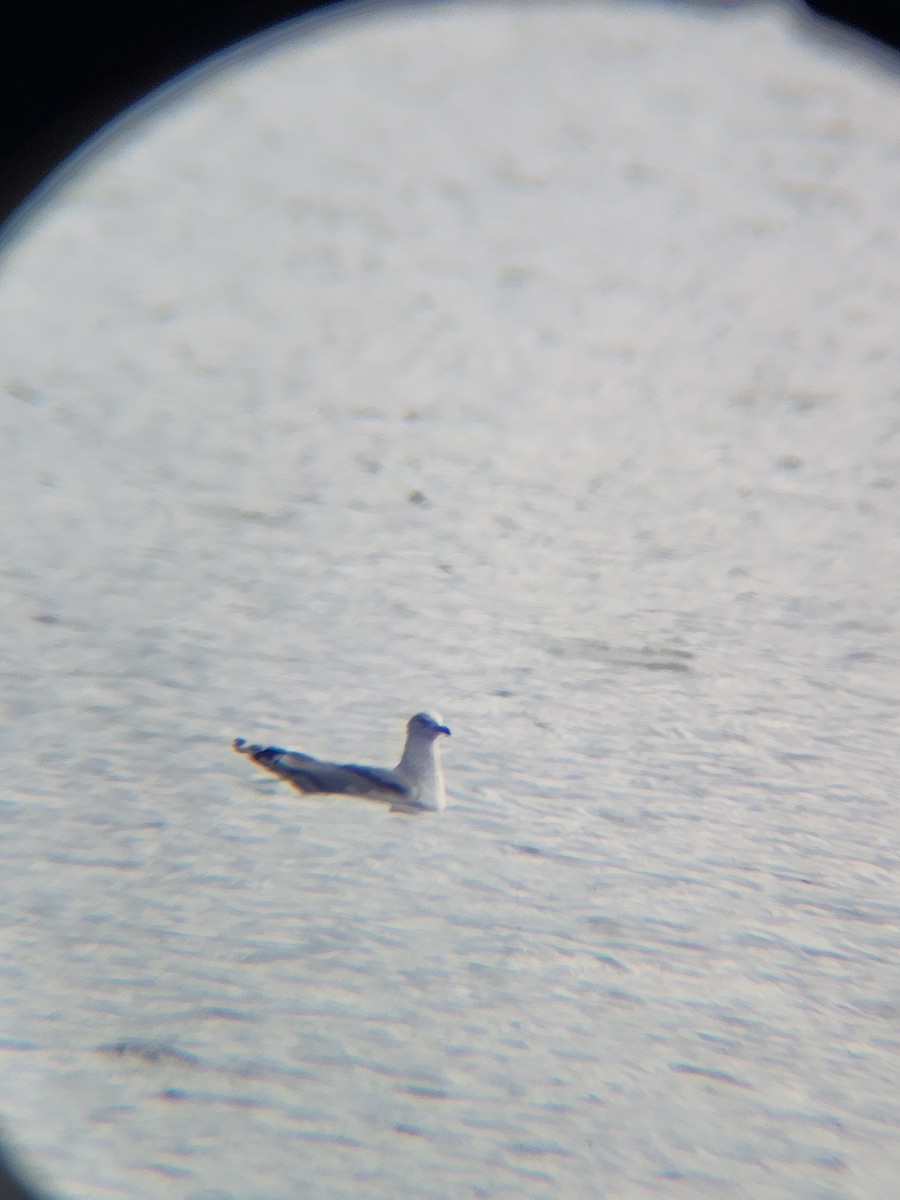 Ringschnabelmöwe - ML645677044