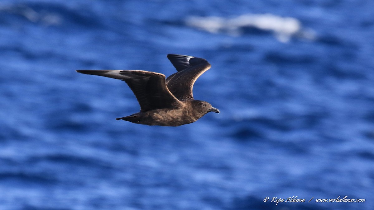 Skua - ML645677045