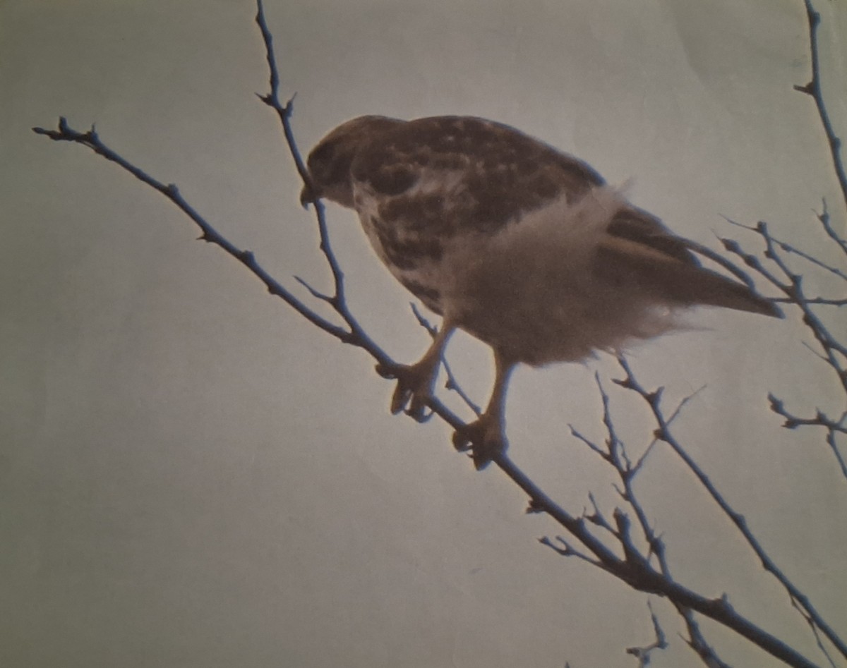 Rotschwanzbussard - ML645677047