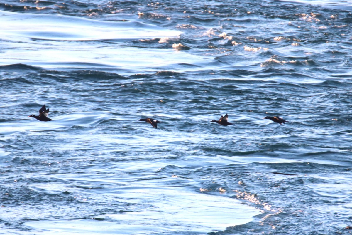 Höckersamtente - ML645677048