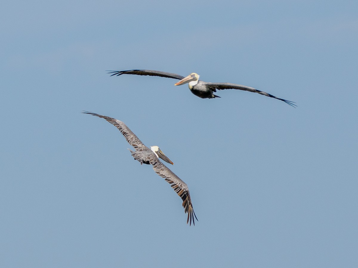 Braunpelikan - ML645677049