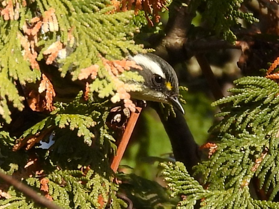 Trauerwaldsänger - ML645677050