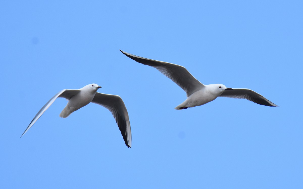 Slender-billed Gull - ML645677051