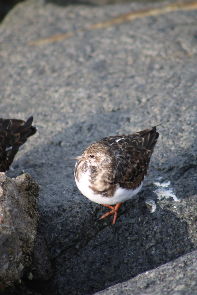 Steinwälzer - ML645677054