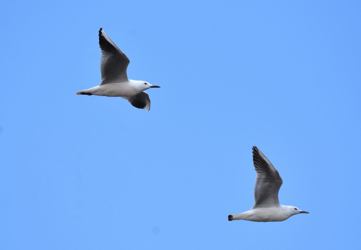 Slender-billed Gull - ML645677058