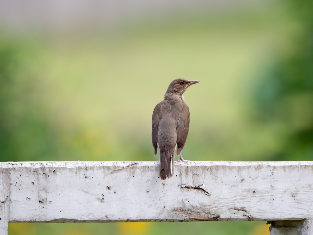 Creamy-bellied Thrush - ML645677071