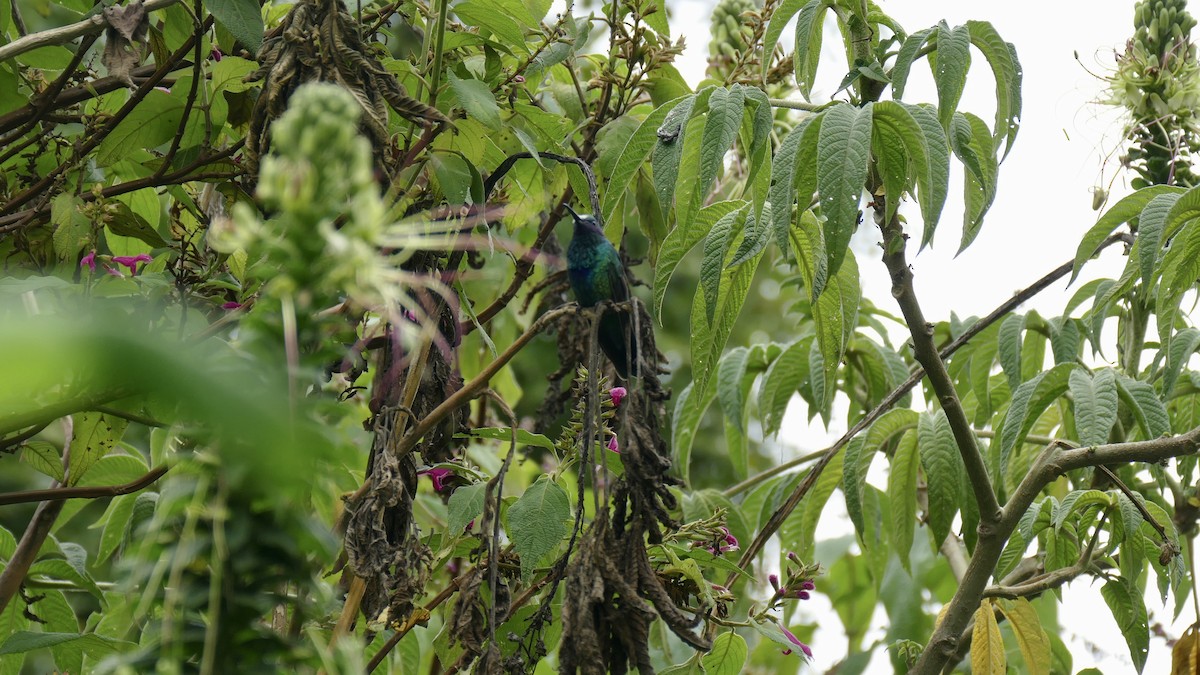 Sparkling Violetear - ML645677072