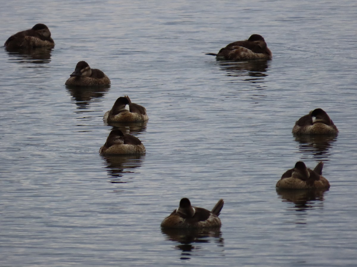 アカオタテガモ - ML645677082