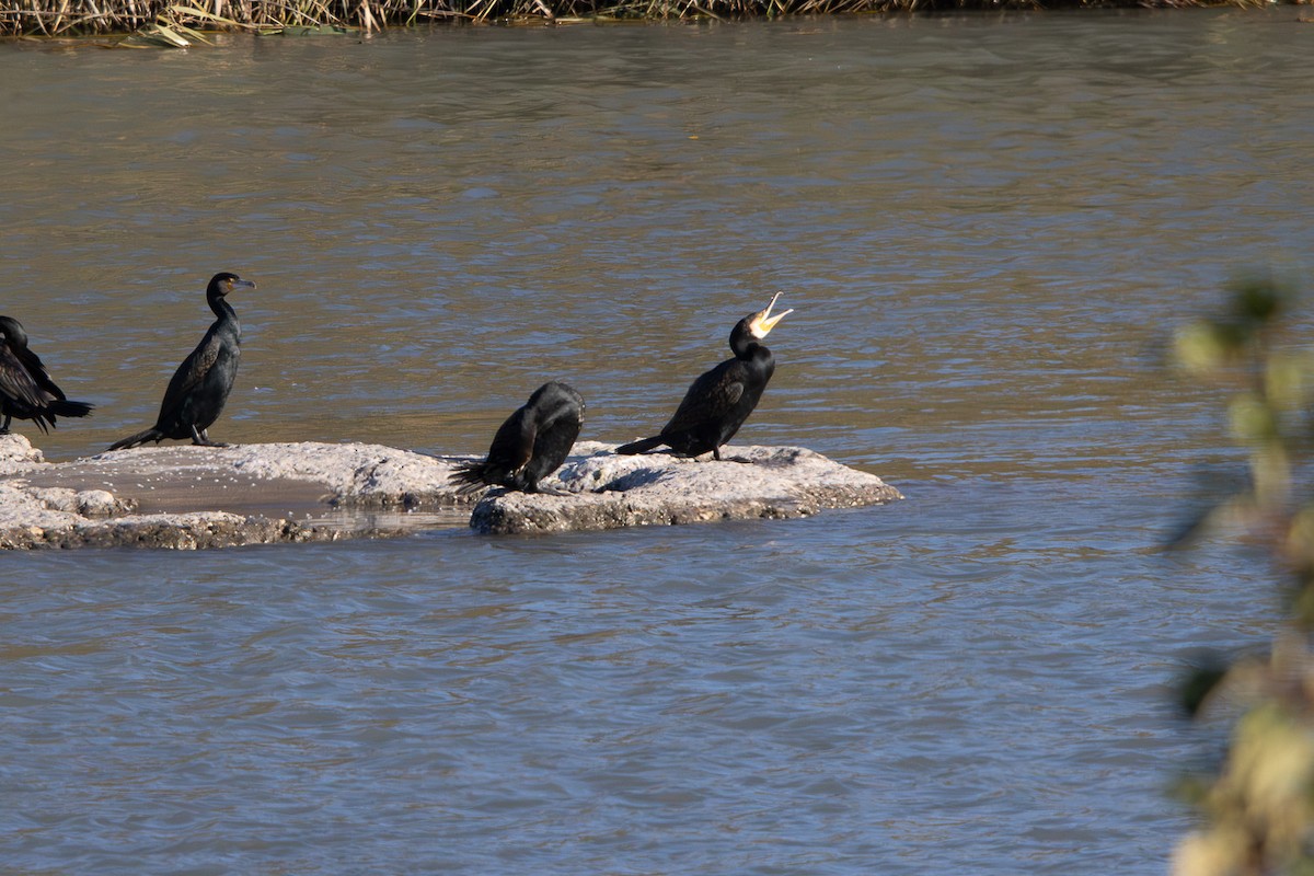 Great Cormorant - ML645677083