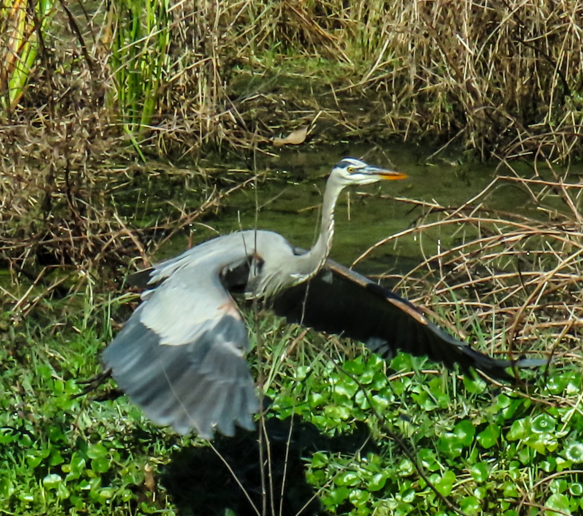 オオアオサギ - ML645677087