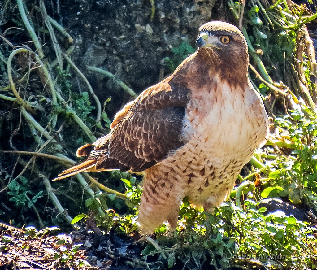 アカオノスリ - ML645677088