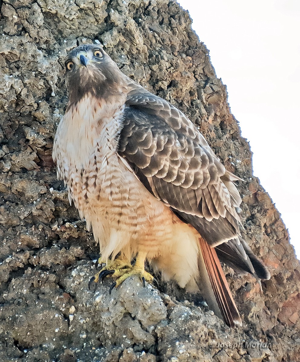 アカオノスリ - ML645677089