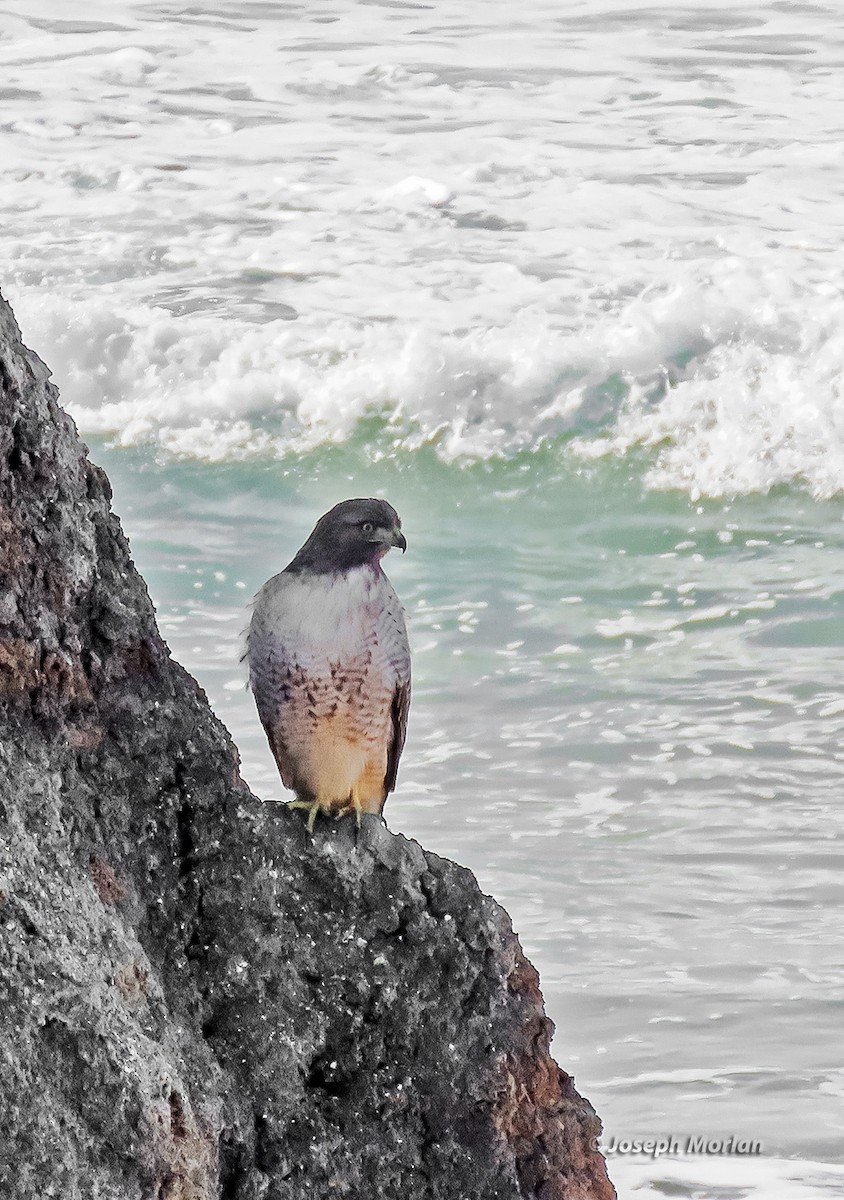 アカオノスリ - ML645677091