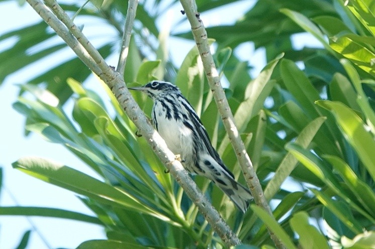 シロクロアメリカムシクイ - ML645677092