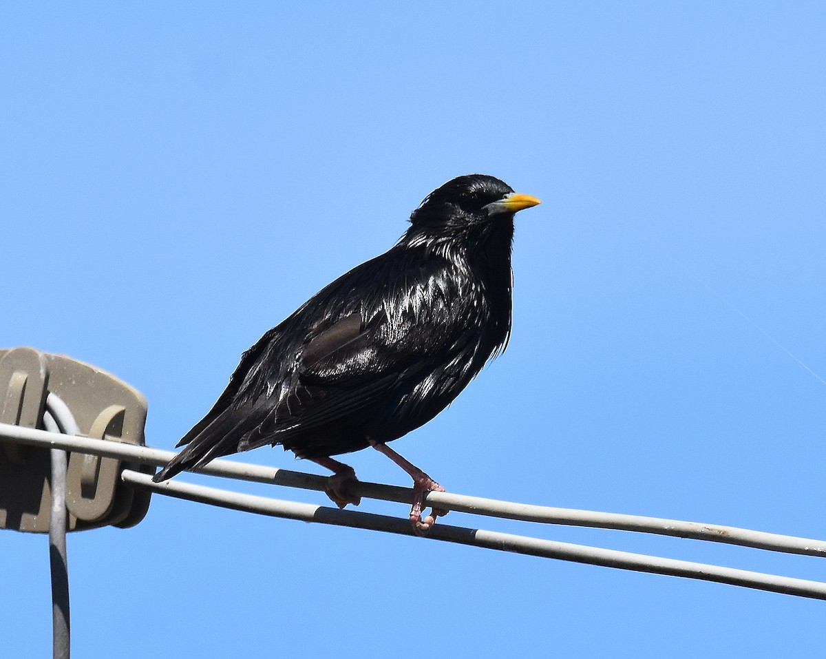 ムジホシムクドリ - ML645677093