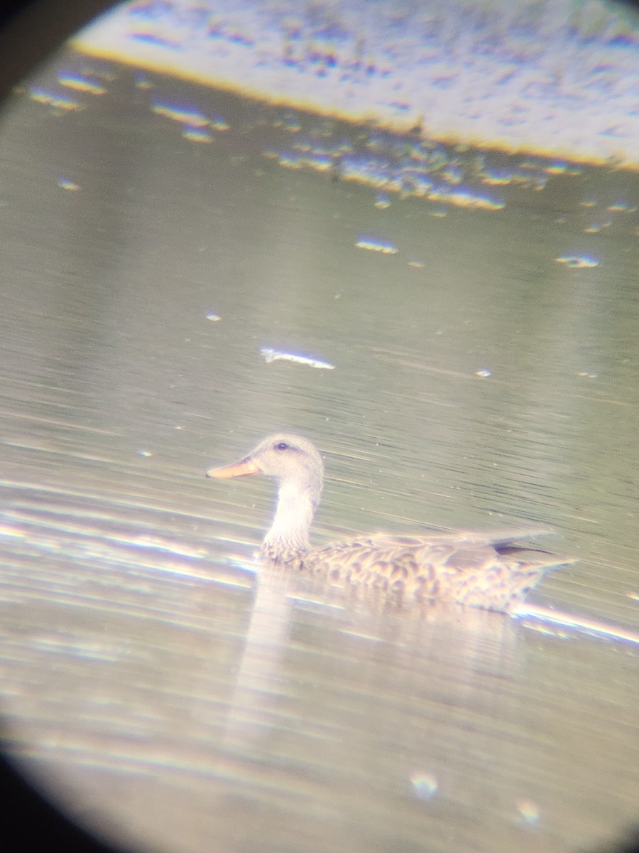 オカヨシガモ - ML645677094