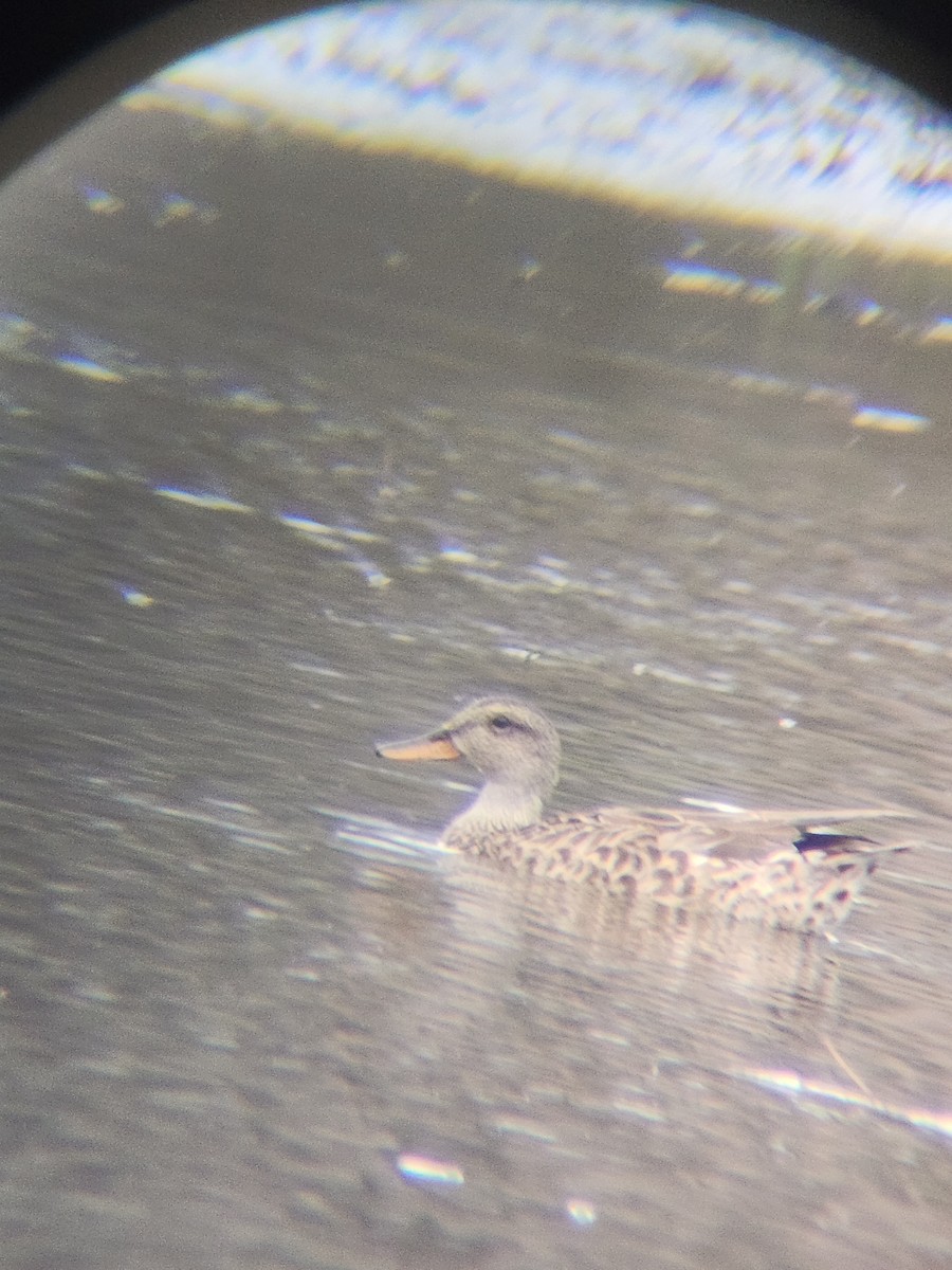 オカヨシガモ - ML645677095