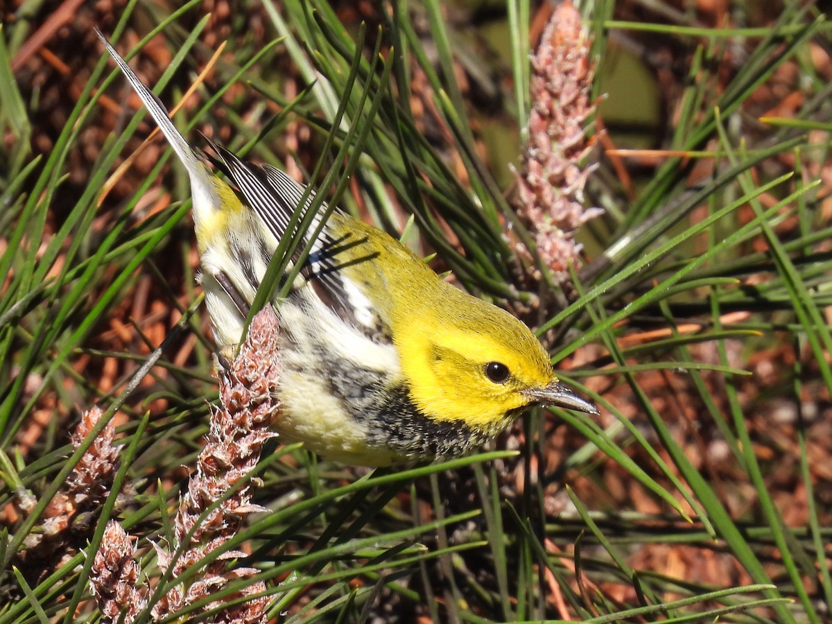 ノドグロミドリアメリカムシクイ - ML645677096