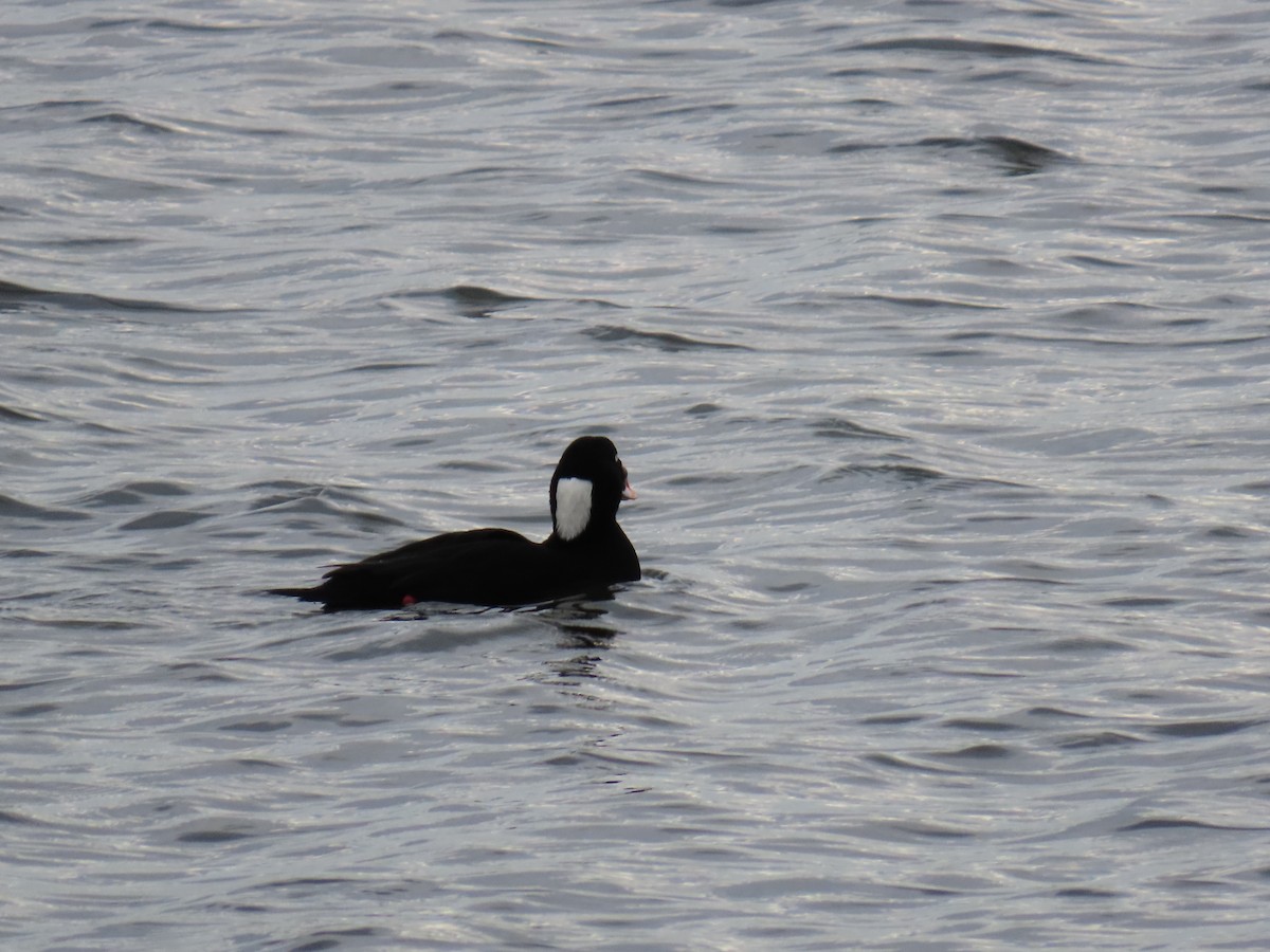 アラナミキンクロ - ML645677097