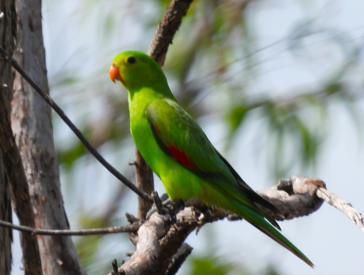 ハゴロモインコ - ML645677098