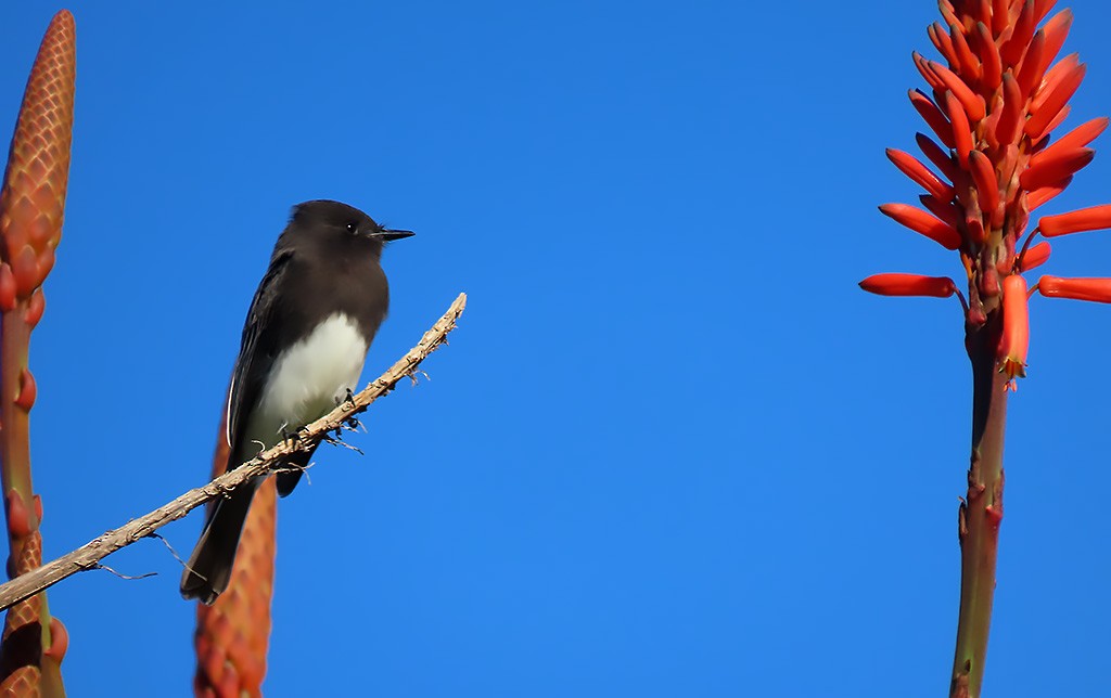 クロツキヒメハエトリ - ML645677099