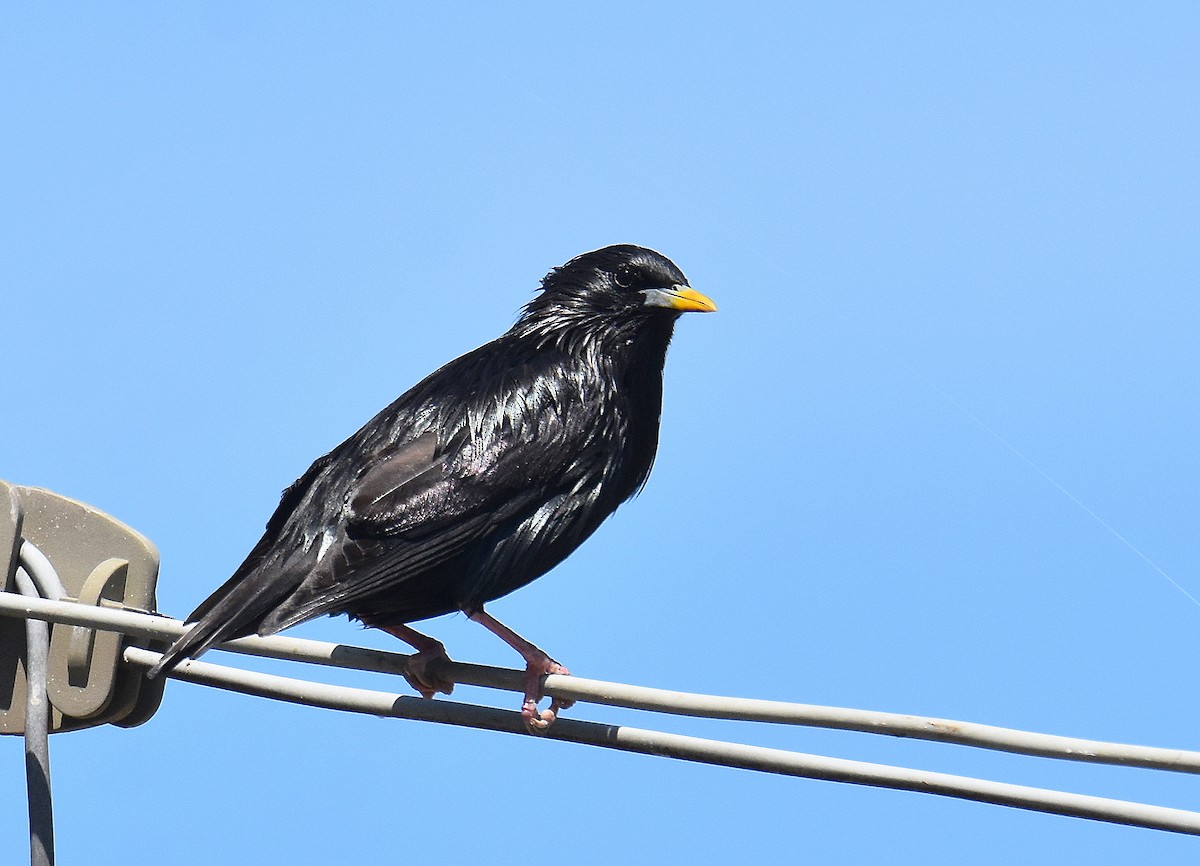 ムジホシムクドリ - ML645677100