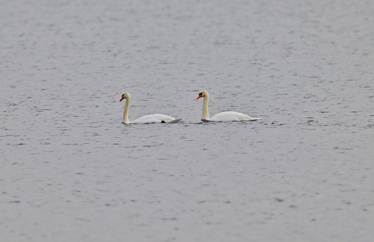 コブハクチョウ - ML645677102