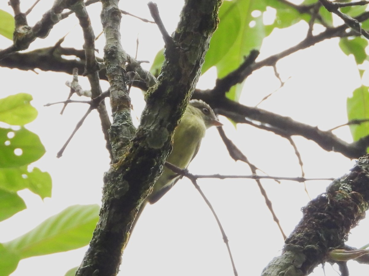 ミシャナコタイランチョウ - ML645677104