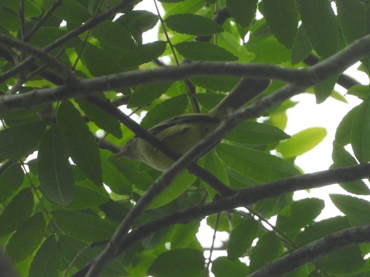 ミシャナコタイランチョウ - ML645677105