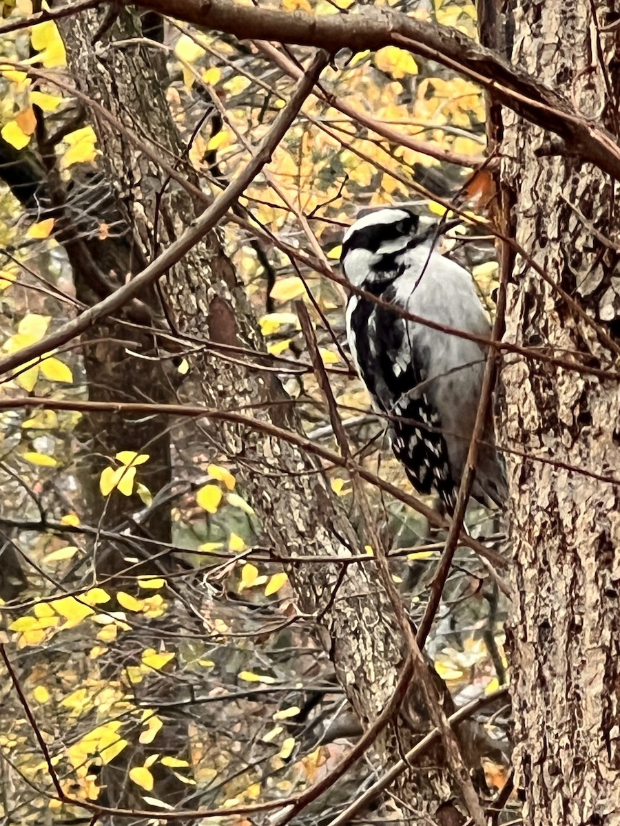 セジロコゲラ - ML645677106