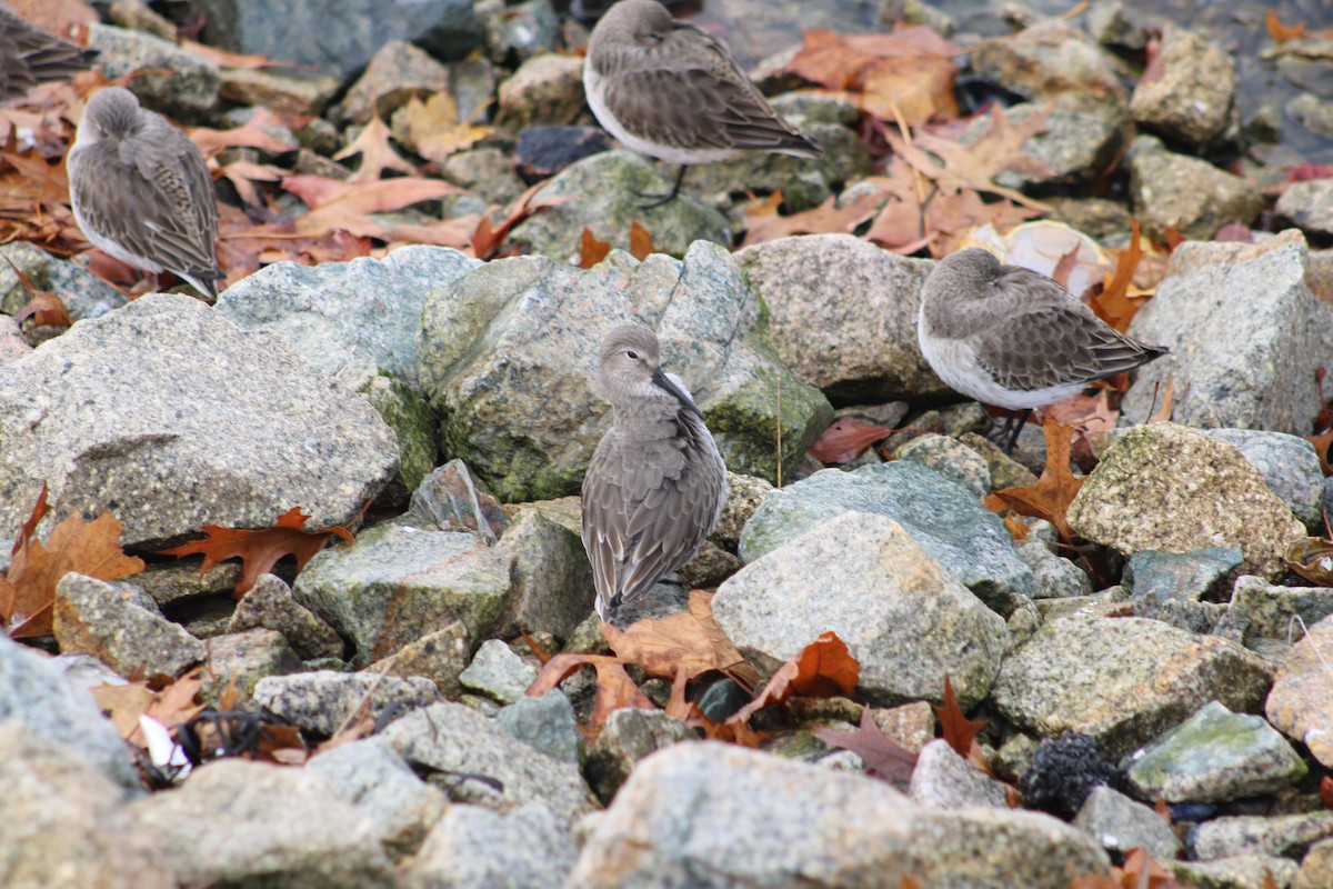 ハマシギ - ML645677107