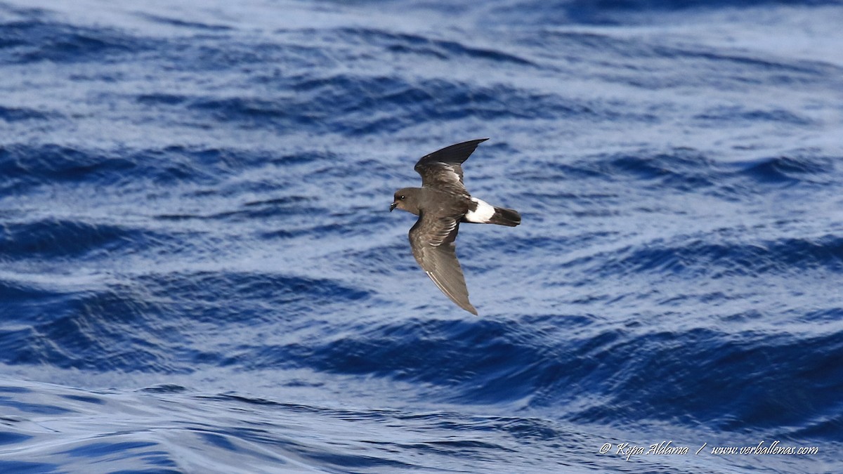 ヒメウミツバメ - ML645677108