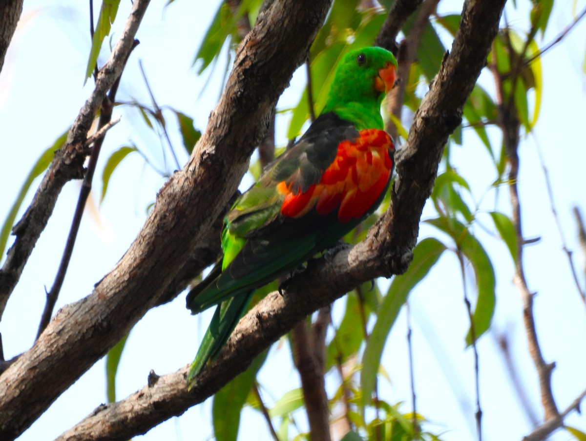 ハゴロモインコ - ML645677109