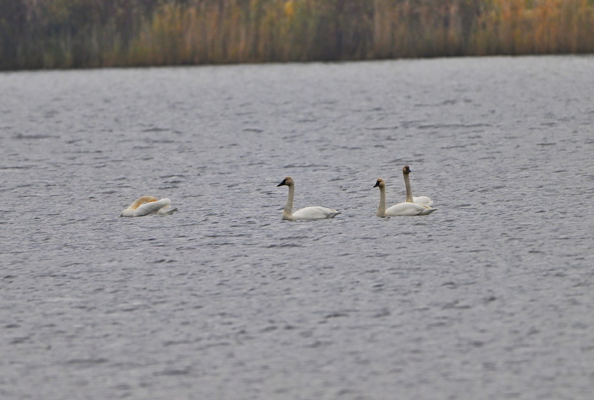 ナキハクチョウ - ML645677110