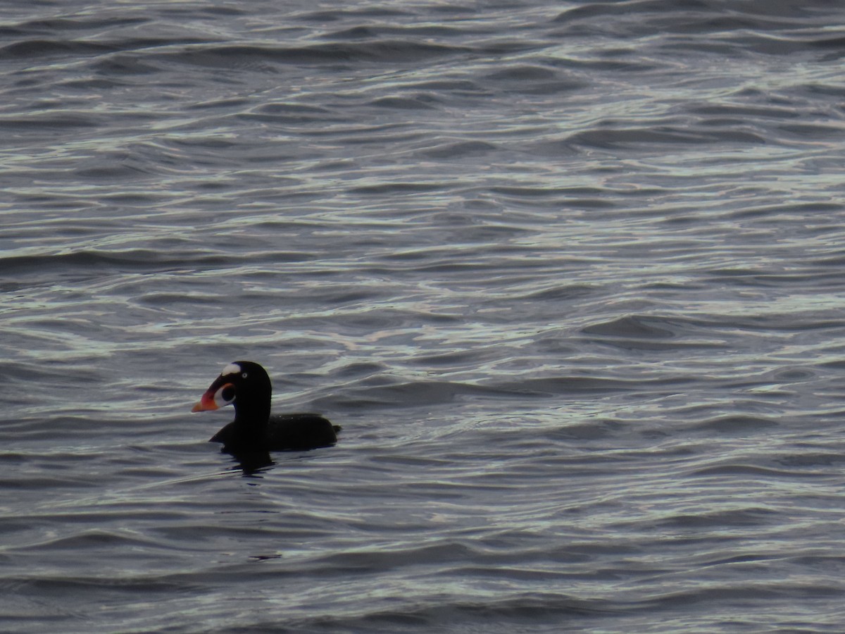 アラナミキンクロ - ML645677113